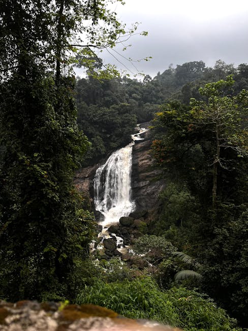 Live shopping stream